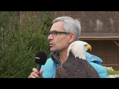 Rencontre avec l'aigle Sherkan, mascotte du GSHC, au parc Les Aigles du Léman - null - carac - TV Suisse en direct et en replay