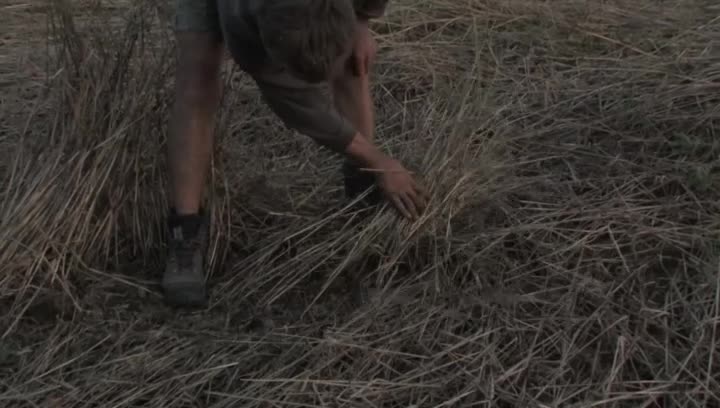 Vignette du film Quand le vent est au blé