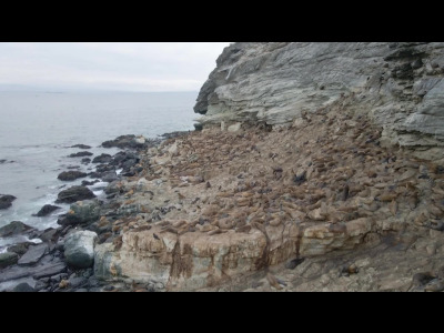 Kelp, une forêt sous la mer
