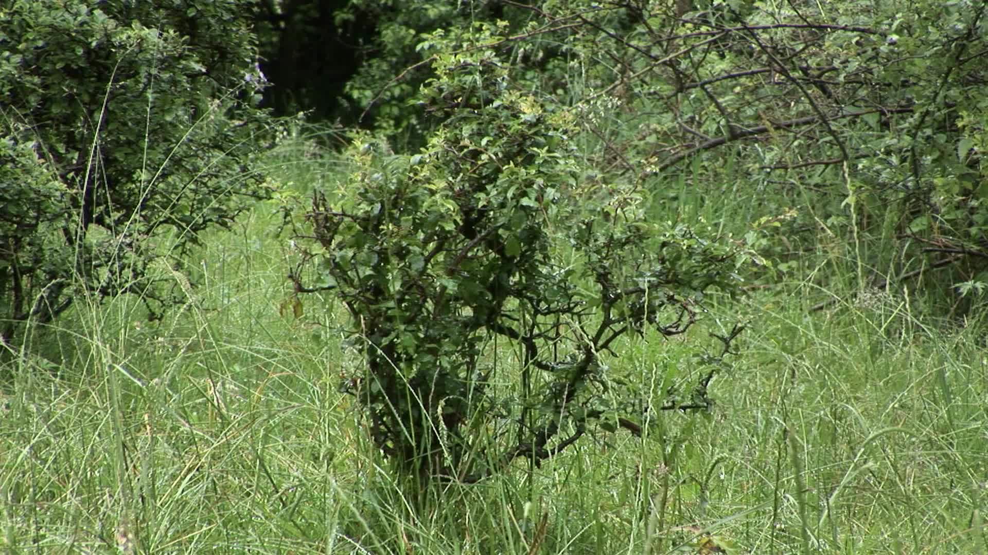 Vignette du film Arbor, Cremium, Frutex, Herba