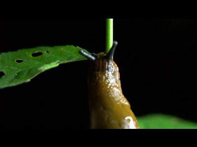 Animalis - les limaces